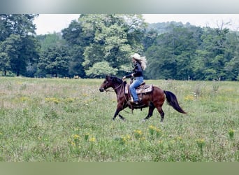 American Quarter Horse, Merrie, 12 Jaar, 124 cm, Roodbruin