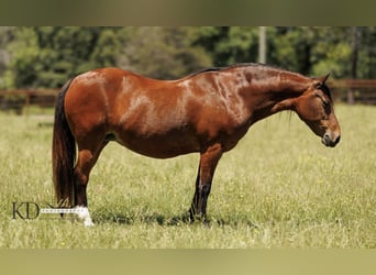 American Quarter Horse, Merrie, 12 Jaar, 124 cm, Roodbruin