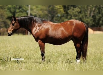 American Quarter Horse, Merrie, 12 Jaar, 124 cm, Roodbruin