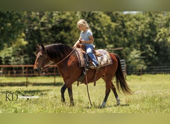 American Quarter Horse, Merrie, 12 Jaar, 124 cm, Roodbruin