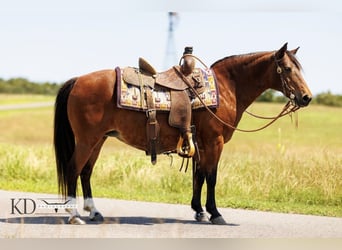 American Quarter Horse, Merrie, 12 Jaar, 124 cm, Roodbruin