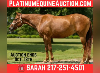 American Quarter Horse, Merrie, 12 Jaar, 142 cm, Donkere-vos