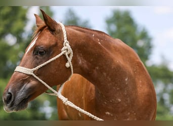 American Quarter Horse, Merrie, 12 Jaar, 142 cm, Donkere-vos