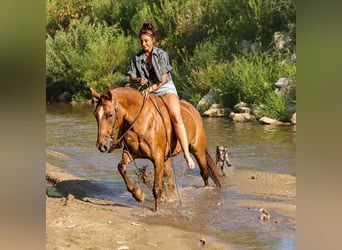 American Quarter Horse, Merrie, 12 Jaar, 142 cm, Donkere-vos