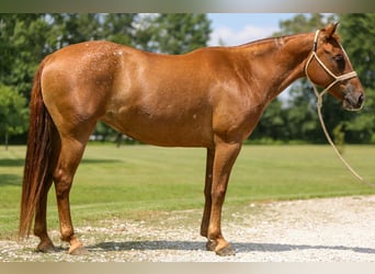 American Quarter Horse, Merrie, 12 Jaar, 142 cm, Donkere-vos