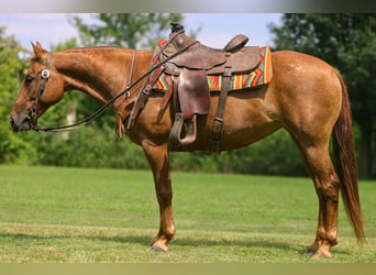 American Quarter Horse, Merrie, 12 Jaar, 142 cm, Donkere-vos