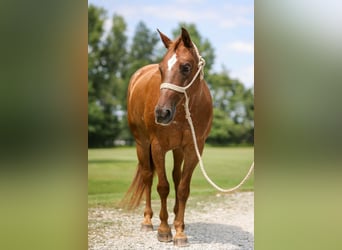 American Quarter Horse, Merrie, 12 Jaar, 142 cm, Donkere-vos