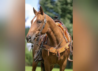 American Quarter Horse, Merrie, 12 Jaar, 142 cm, Donkere-vos