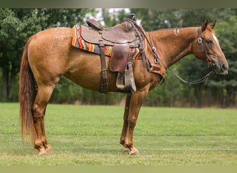 American Quarter Horse, Merrie, 12 Jaar, 142 cm, Donkere-vos