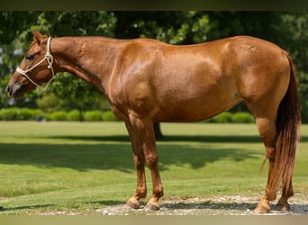 American Quarter Horse, Merrie, 12 Jaar, 142 cm, Donkere-vos