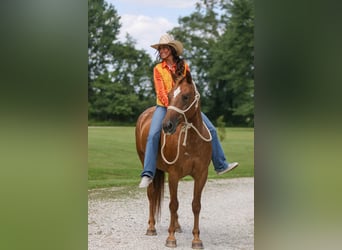 American Quarter Horse, Merrie, 12 Jaar, 142 cm, Donkere-vos