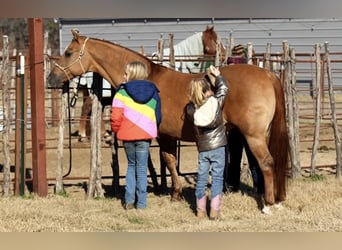 American Quarter Horse, Merrie, 12 Jaar, 142 cm, Falbe