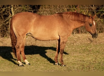 American Quarter Horse, Merrie, 12 Jaar, 142 cm, Falbe