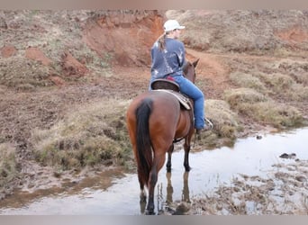 American Quarter Horse, Merrie, 12 Jaar, 142 cm, Roodbruin