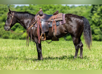 American Quarter Horse, Merrie, 12 Jaar, 142 cm, Zwart