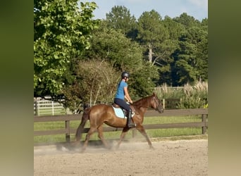 American Quarter Horse, Merrie, 12 Jaar, 145 cm, Donkere-vos