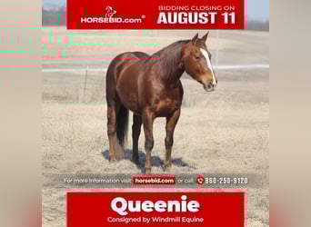 American Quarter Horse, Merrie, 12 Jaar, 145 cm, Donkere-vos