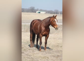 American Quarter Horse, Merrie, 12 Jaar, 145 cm, Donkere-vos