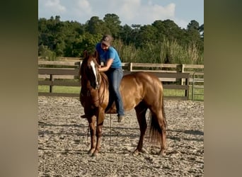 American Quarter Horse, Merrie, 12 Jaar, 145 cm, Donkere-vos