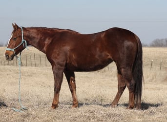 American Quarter Horse, Merrie, 12 Jaar, 145 cm, Donkere-vos