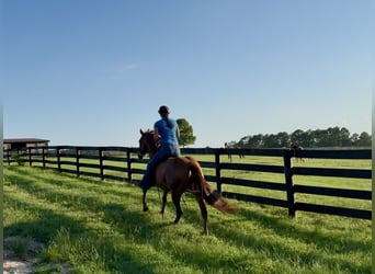 American Quarter Horse, Merrie, 12 Jaar, 145 cm, Donkere-vos