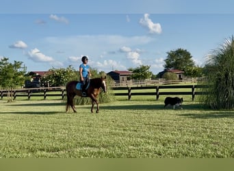 American Quarter Horse, Merrie, 12 Jaar, 145 cm, Donkere-vos