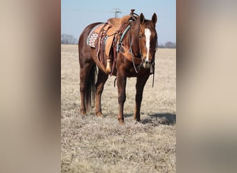 American Quarter Horse, Merrie, 12 Jaar, 145 cm, Donkere-vos