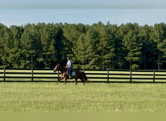 American Quarter Horse, Merrie, 12 Jaar, 145 cm, Donkere-vos
