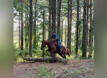 American Quarter Horse, Merrie, 12 Jaar, 145 cm, Donkere-vos
