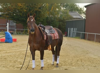 American Quarter Horse, Merrie, 12 Jaar, 146 cm, Donkere-vos