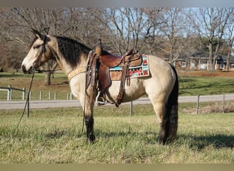 American Quarter Horse, Merrie, 12 Jaar, 147 cm, Buckskin