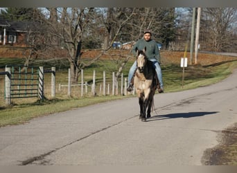 American Quarter Horse, Merrie, 12 Jaar, 147 cm, Buckskin