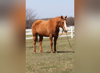 American Quarter Horse, Merrie, 12 Jaar, 147 cm, Palomino