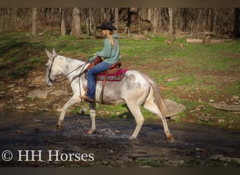 American Quarter Horse, Merrie, 12 Jaar, 147 cm, Roan-Blue
