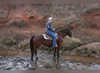 American Quarter Horse, Merrie, 12 Jaar, 147 cm