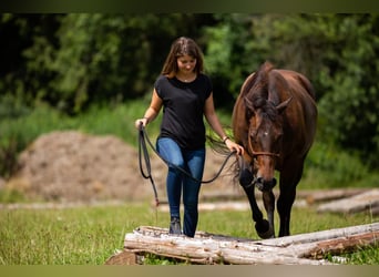 American Quarter Horse, Merrie, 12 Jaar, 150 cm, Bruin