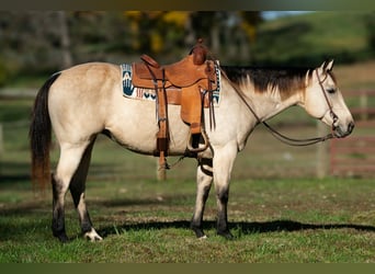 American Quarter Horse, Merrie, 12 Jaar, 150 cm, Buckskin