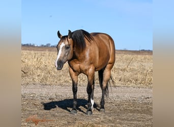 American Quarter Horse, Merrie, 12 Jaar, 150 cm, Buckskin