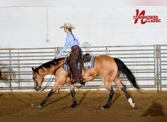 American Quarter Horse, Merrie, 12 Jaar, 150 cm, Buckskin