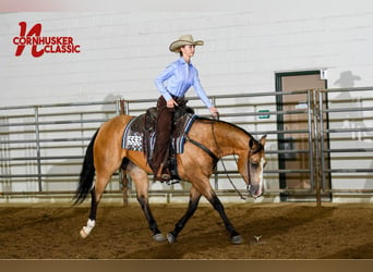 American Quarter Horse, Merrie, 12 Jaar, 150 cm, Buckskin