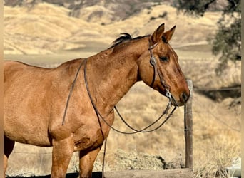 American Quarter Horse, Merrie, 12 Jaar, 150 cm, Falbe