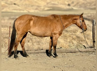 American Quarter Horse, Merrie, 12 Jaar, 150 cm, Falbe