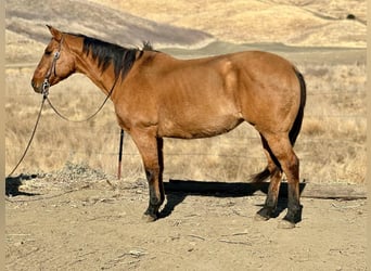 American Quarter Horse, Merrie, 12 Jaar, 150 cm, Falbe