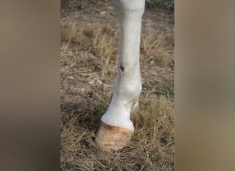 American Quarter Horse, Merrie, 12 Jaar, 150 cm, Sabino
