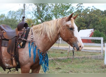 American Quarter Horse, Merrie, 12 Jaar, 150 cm, Sabino