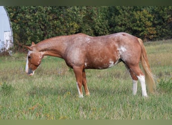 American Quarter Horse, Merrie, 12 Jaar, 150 cm, Sabino