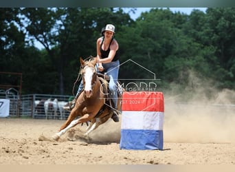 American Quarter Horse, Merrie, 12 Jaar, 150 cm, Sabino