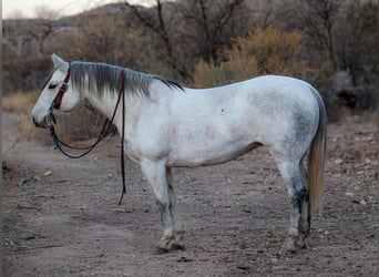 American Quarter Horse, Merrie, 12 Jaar, 150 cm, Schimmel