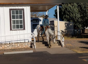 American Quarter Horse, Merrie, 12 Jaar, 150 cm, Schimmel