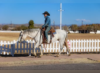 American Quarter Horse, Merrie, 12 Jaar, 150 cm, Schimmel